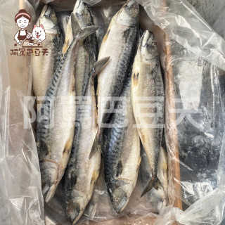 挪威15-16P帶尾鯖魚/約6kg/一尾約420g